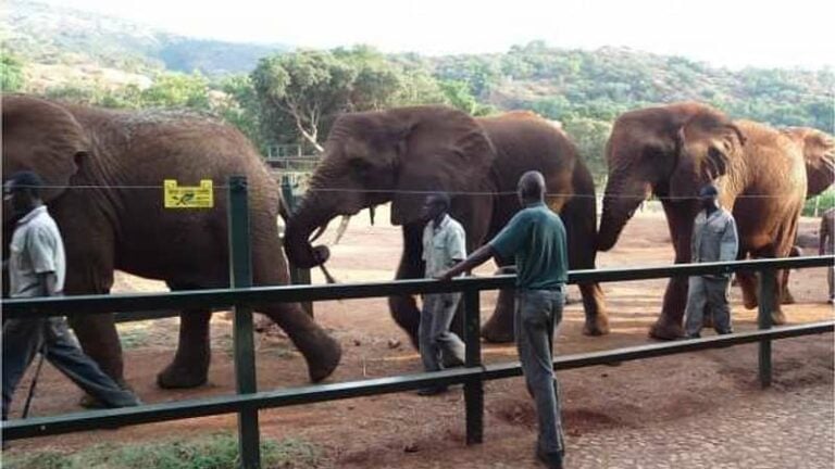 Half Day Elephant Sanctuary Tour